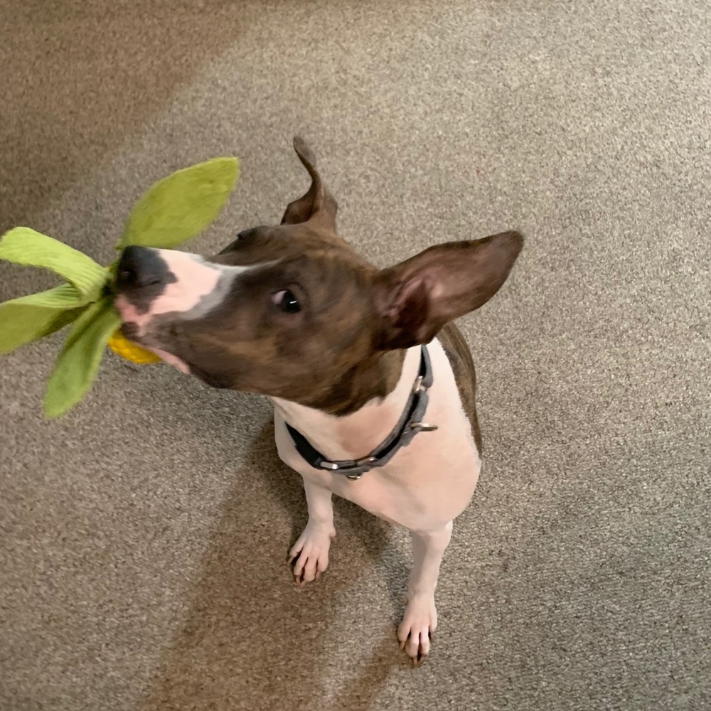 Meet your Posher, Ynot